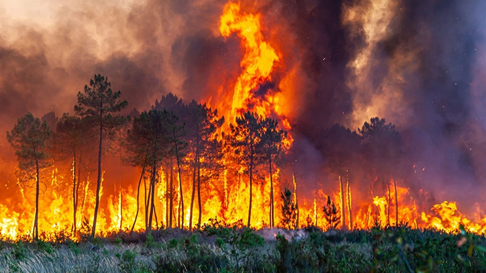 Forme des forêts portugaises: 8 mille hectares de zone retournés à la cendre