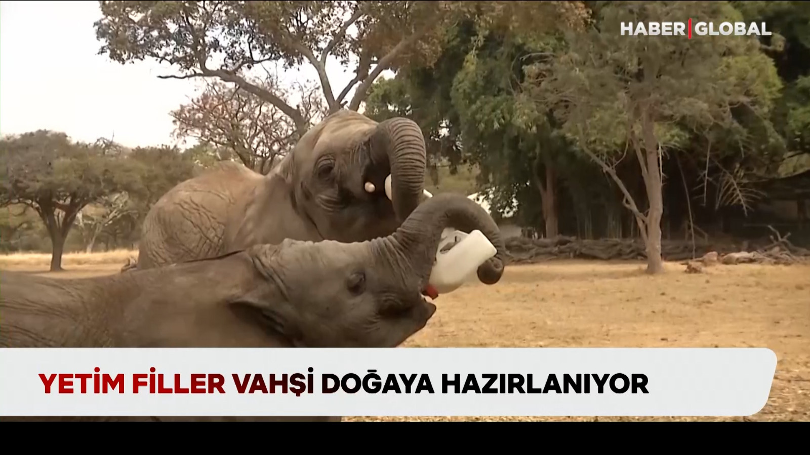 La progéniture orpheline se prépare à la nature sauvage