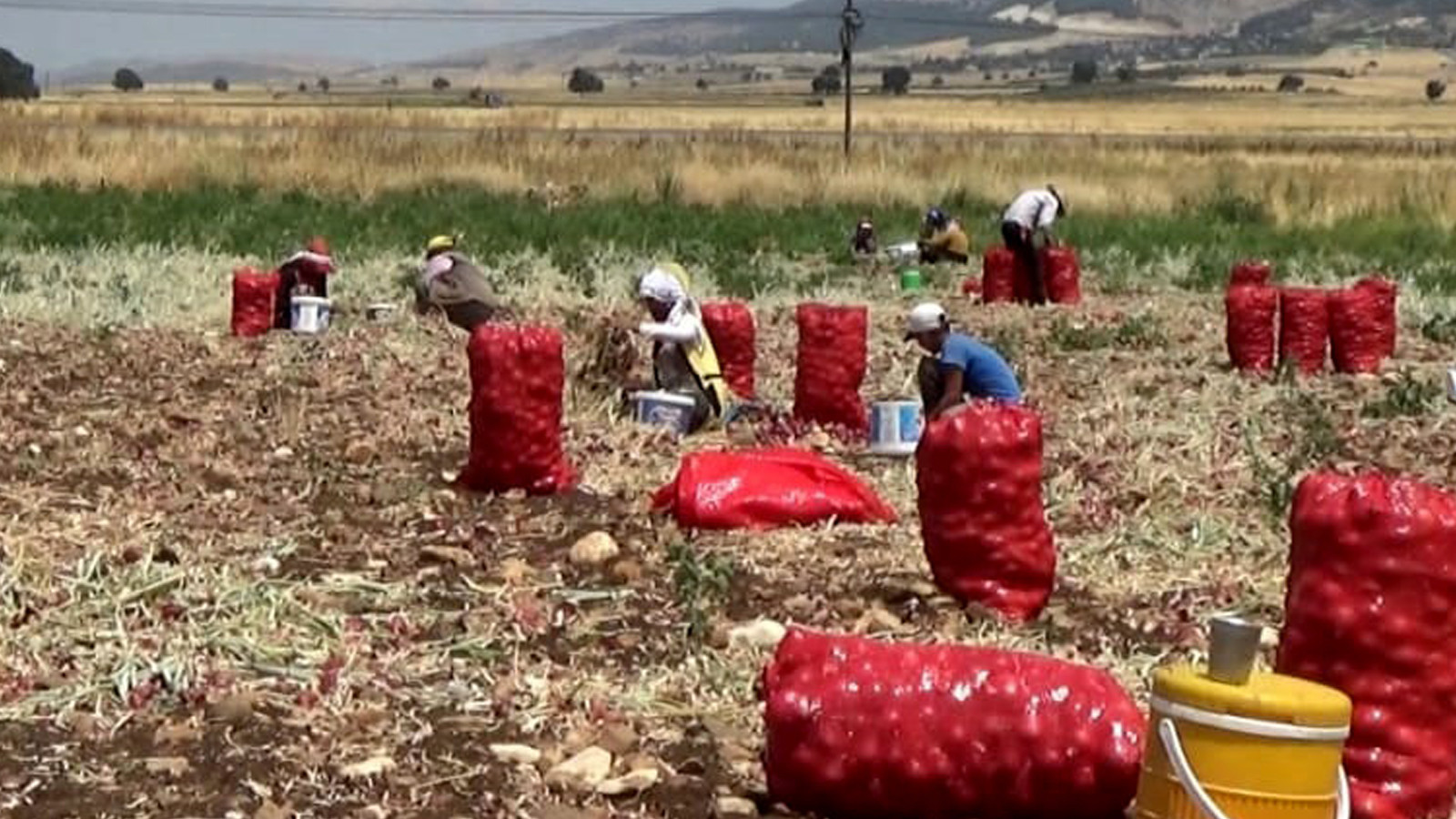 La récolte a été fabriquée, 3 TL sur le terrain est vendu pour 15 TL sur le comptoir!