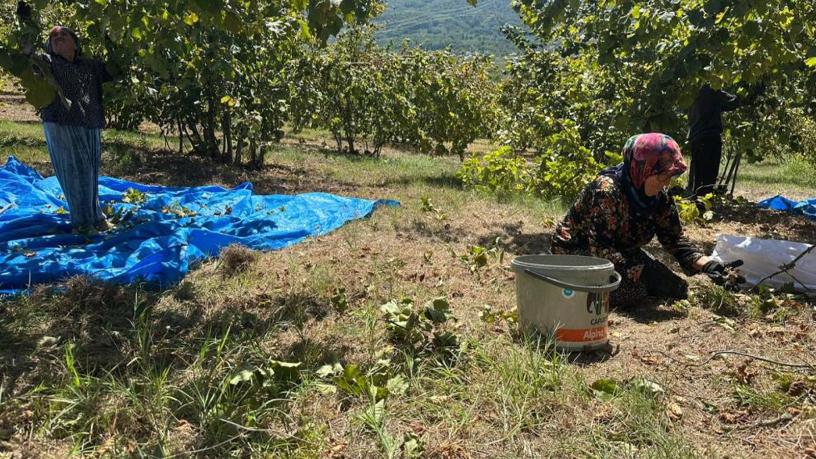 La récolte de noisette a commencé, les frais de faux ont battu le record