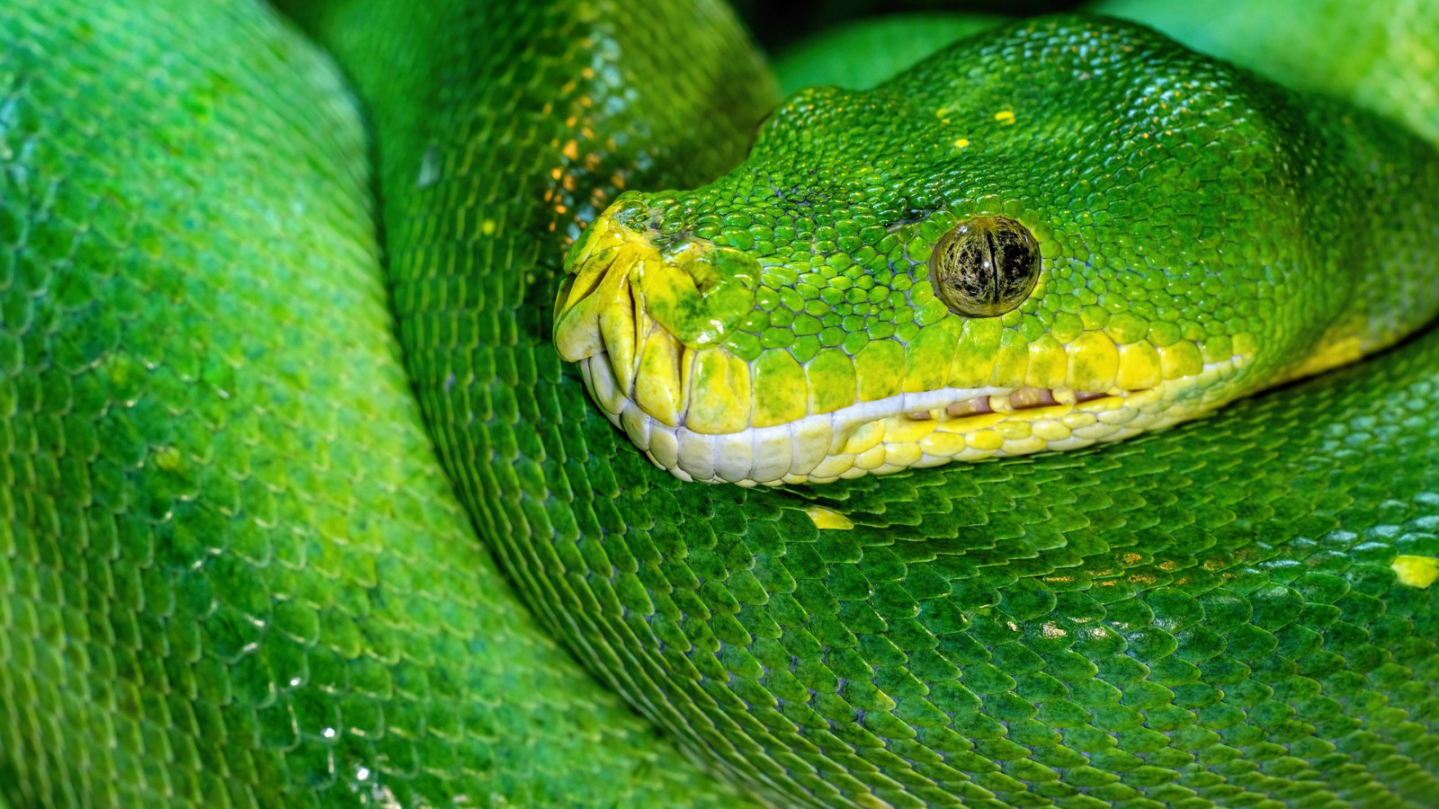 Le secret des pythons a été résolu: le mécanisme incroyable qui digère même les os