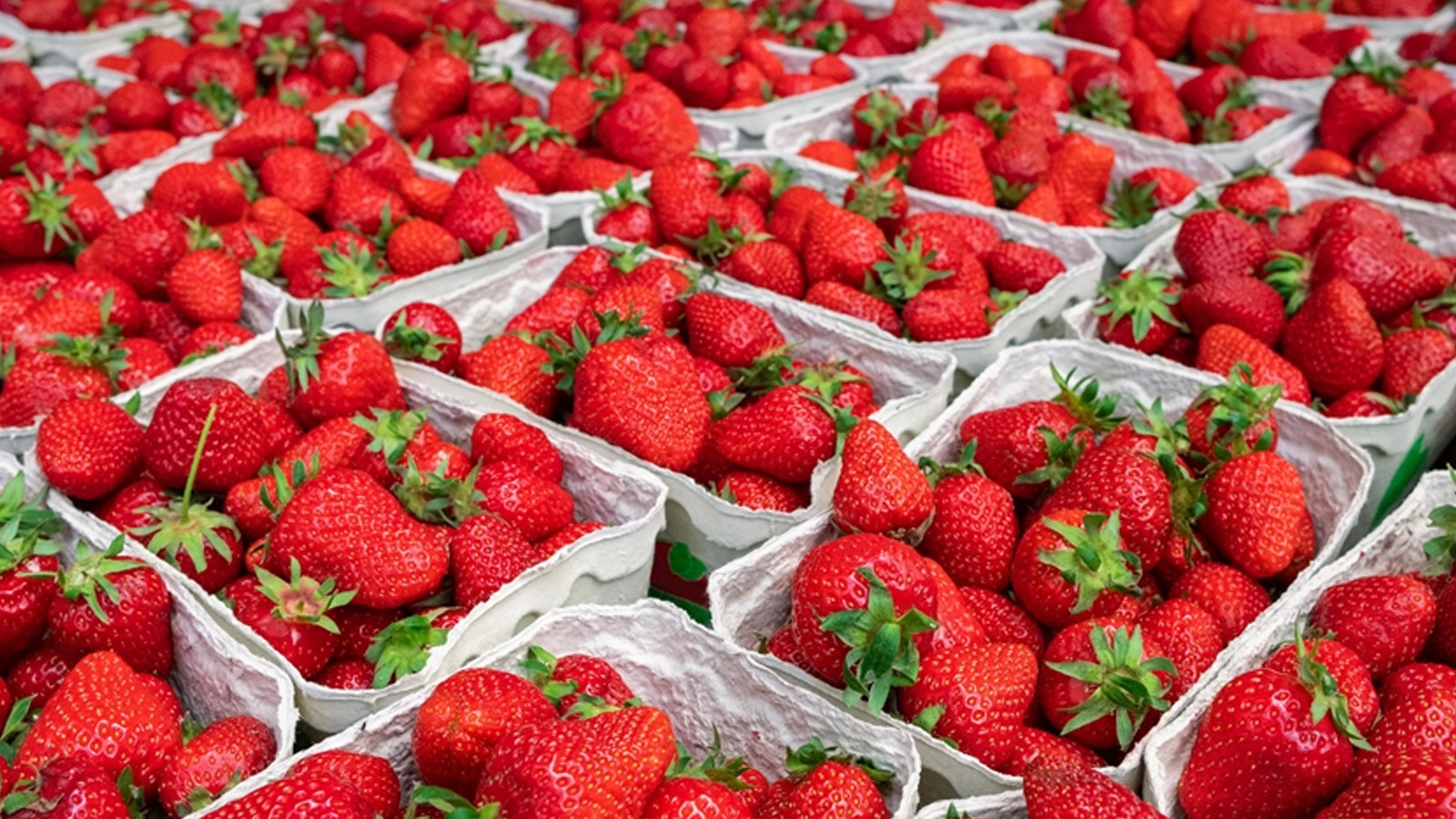 Les fraises stockées dans l'entrepôt de stockage à froid établie avec le soutien de l'État sont envoyées dans 50 pays