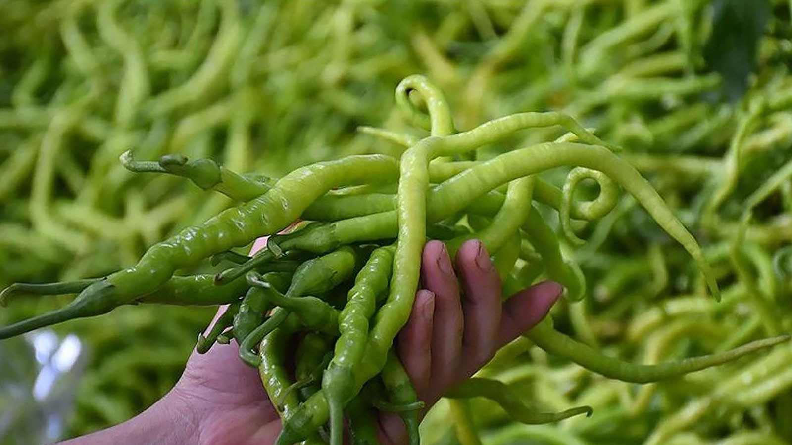 Ils endommagent Türkiye, les produits de pesticides reviennent de la frontière