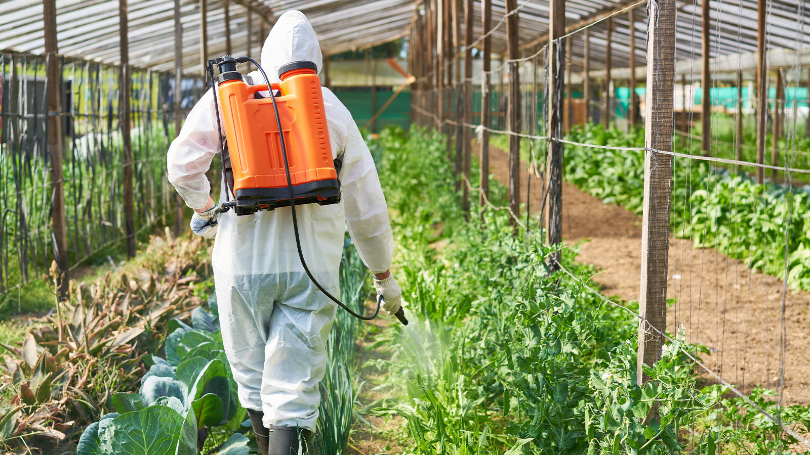 Au lieu d'une intervention du travail avec du poison! Est-ce un déficit travailliste de pesticide?