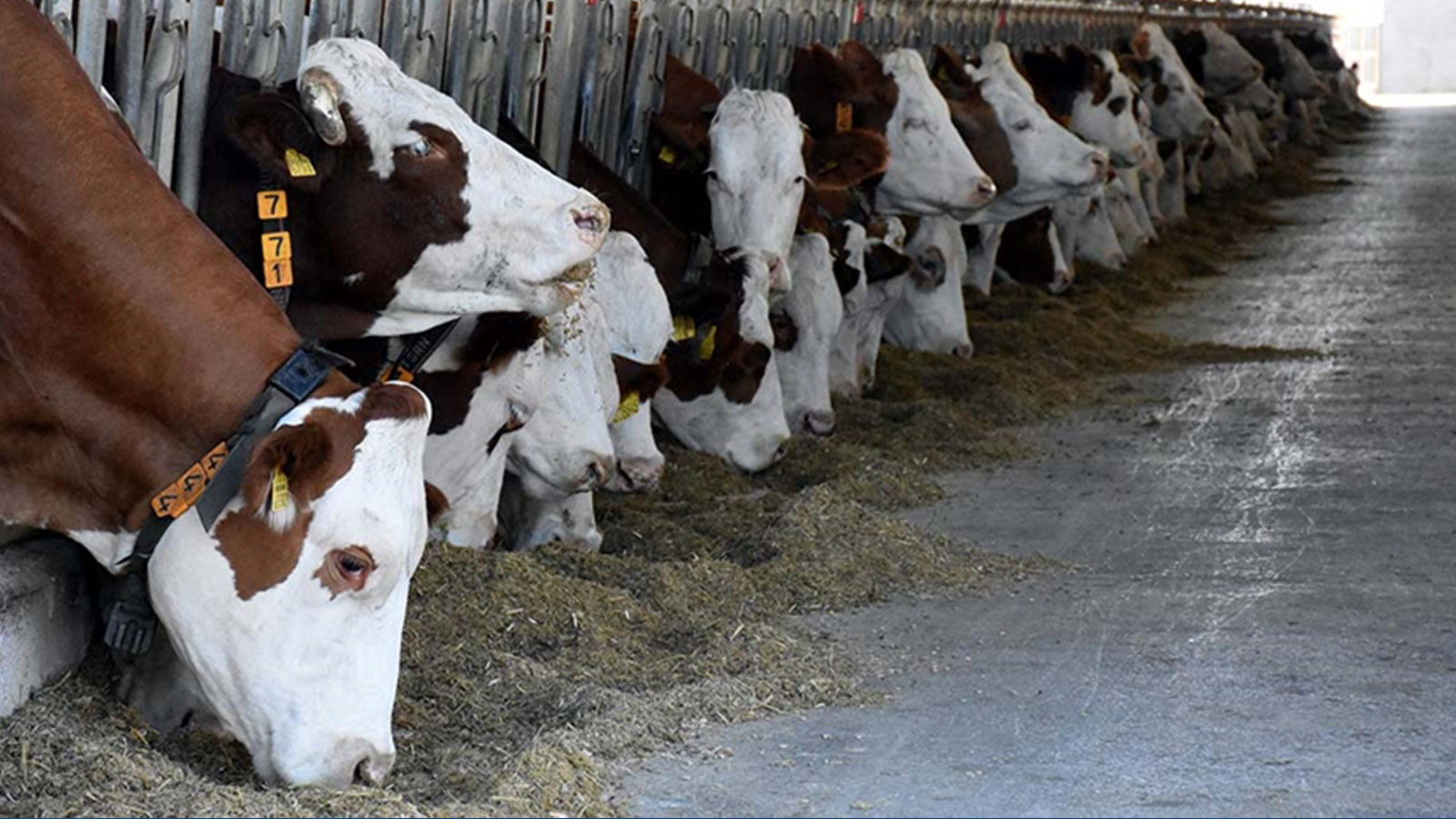 En juin, il y a 17,2 millions de bovins à Türkiye