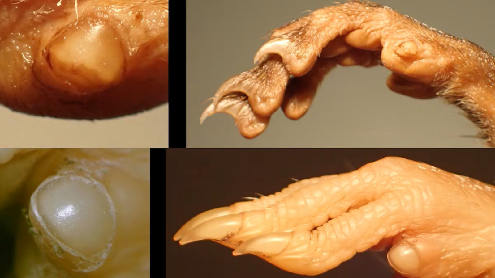 L'arme secrète des rongeurs: la fonction du cinquième doigt