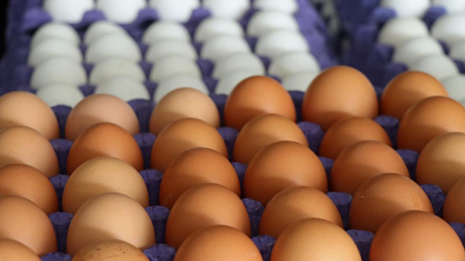 Les exportations d'œufs de Türkiye vers les États-Unis ont augmenté de 406%