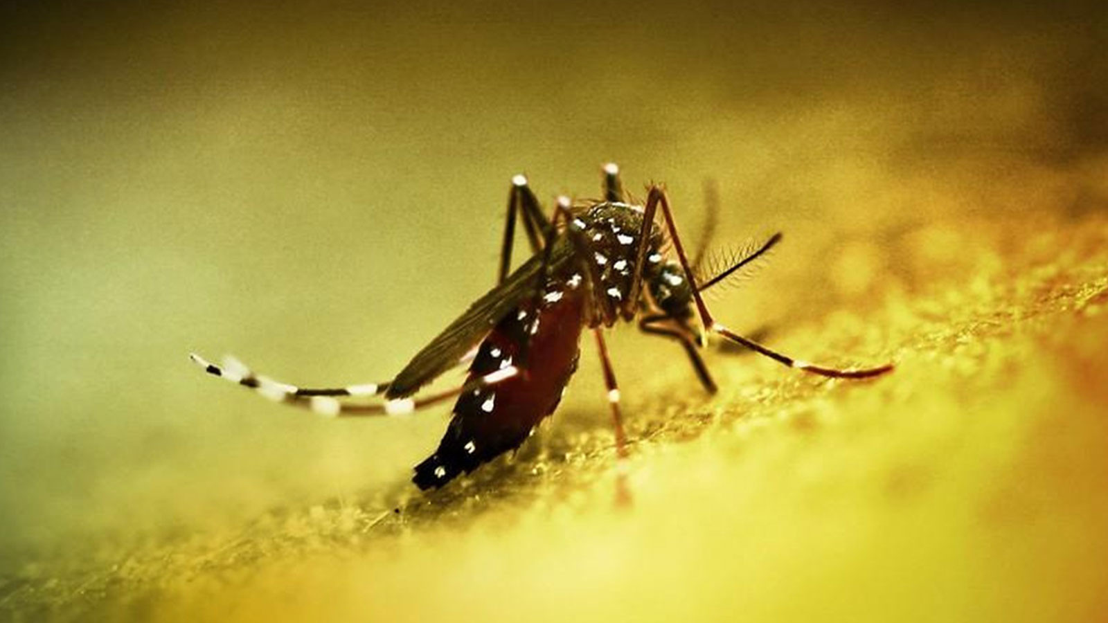 Nouvelle alarme virale en Chine: l'état d'urgence de la santé publique a été annoncé