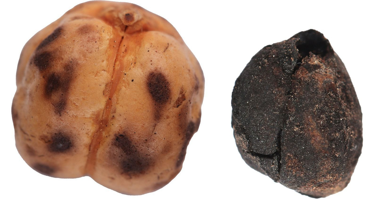 Des pois chiches vieux de 4 000 ans ont été trouvés à Tavşanlı et des restes de pain vieux de 8 600 ans à Çatalhöyük.