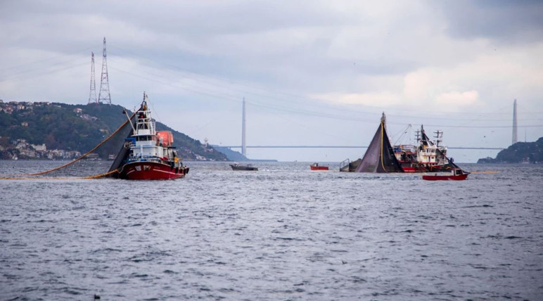 Ils passent par là ! Est-il possible de chasser comme un massacre ? - Photo : 2