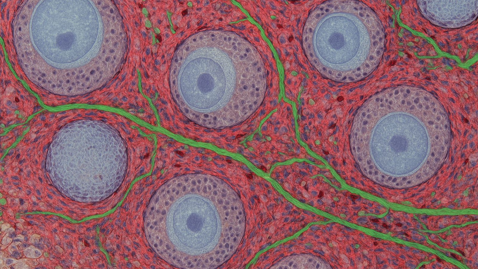 Découverte de nouveaux indices sur le vieillissement ovarien