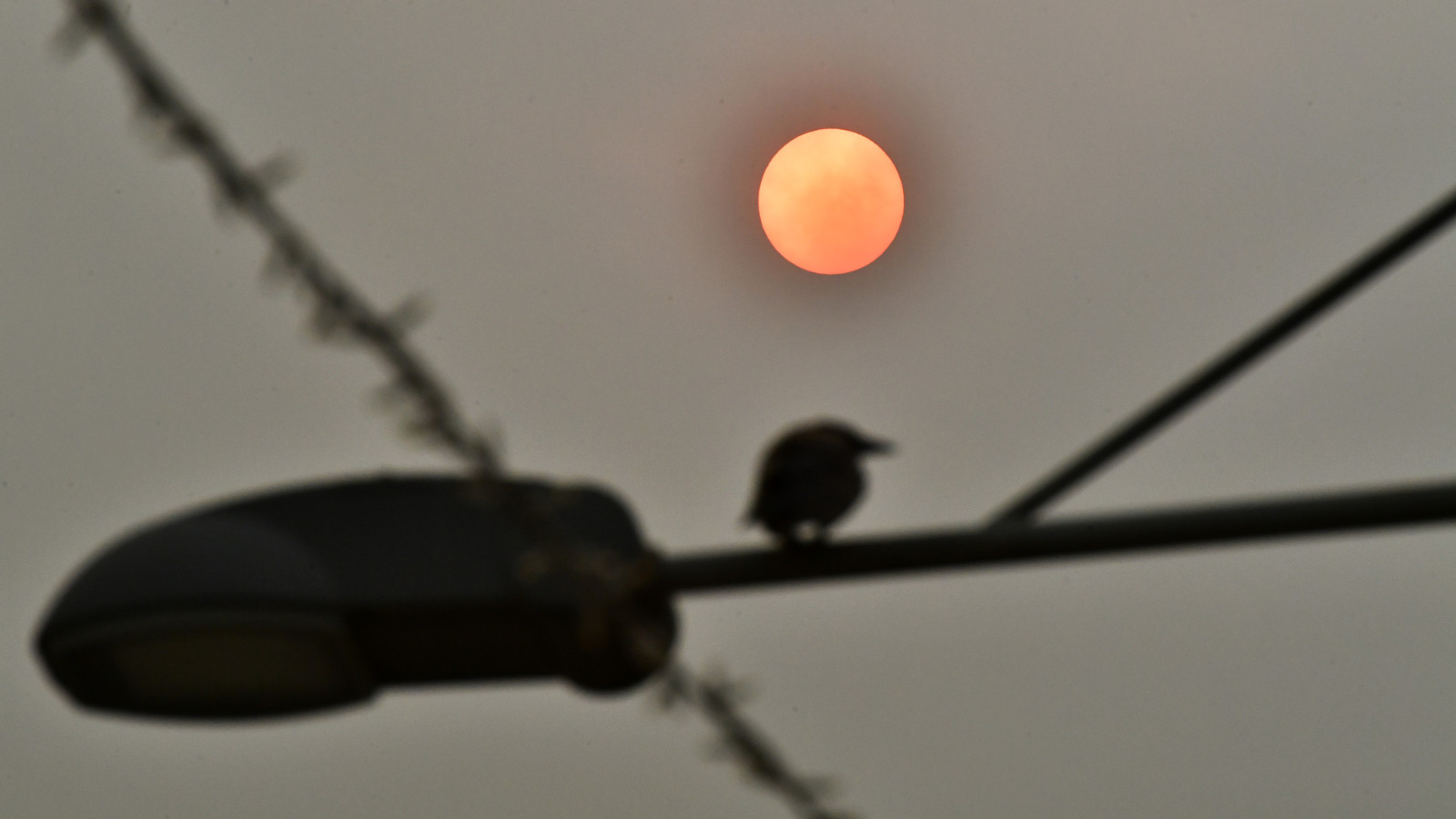 Il a été révélé à quel point l'éclipse solaire a perturbé l'esprit des oiseaux