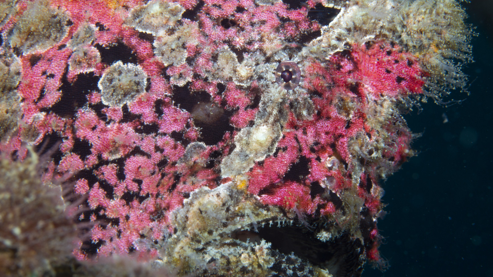 La Terre a atteint son premier point de bascule climatique : les récifs coralliens meurent rapidement