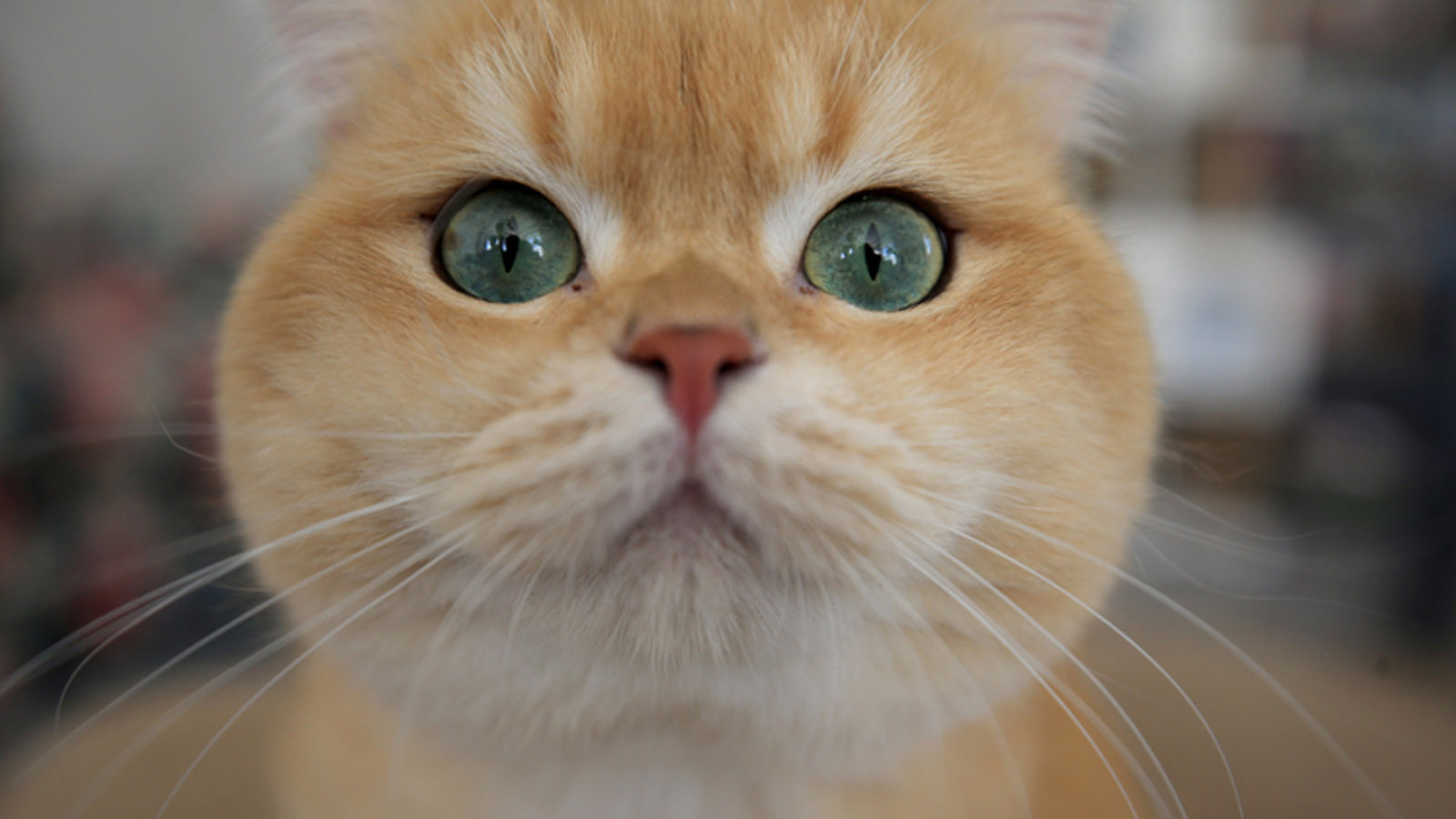 L'administration chypriote grecque cherche une solution pour les chats qui dépassent la population humaine