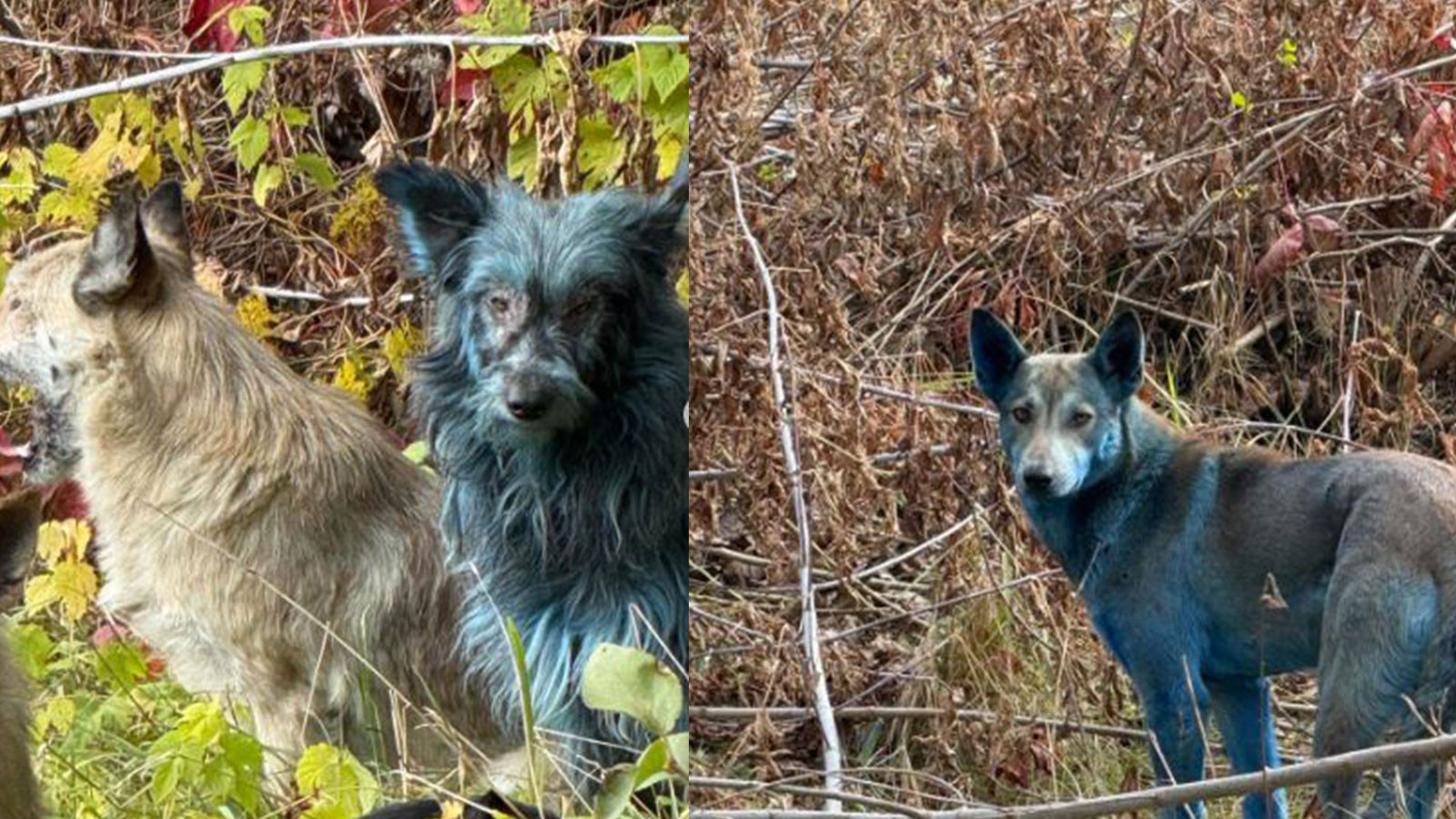 Les chiens sont devenus bleus à Tchernobyl ! Les scientifiques sont alarmés