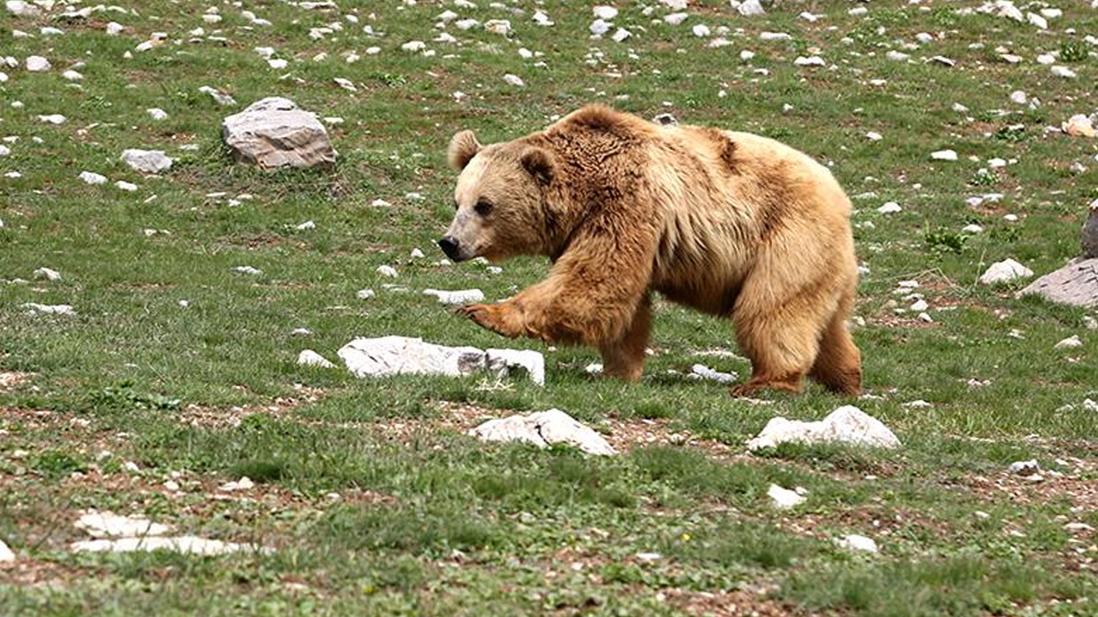 Les décès dus aux attaques d’ours ont atteint un niveau record au Japon !