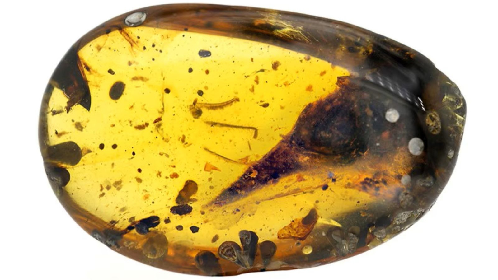 Une queue de dinosaure découverte dans de l'ambre vieux de 99 millions d'années