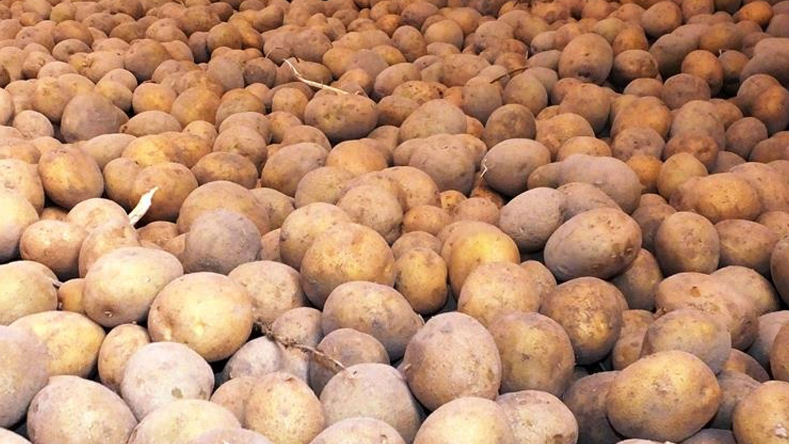 Déclaration du ministère du Commerce concernant les prix des pommes de terre