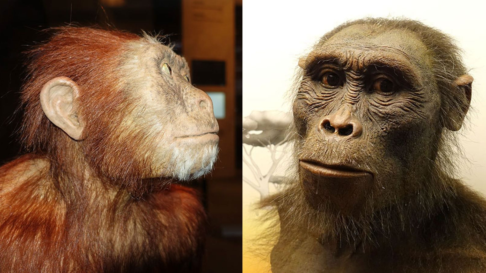 Lucy n'était pas seule