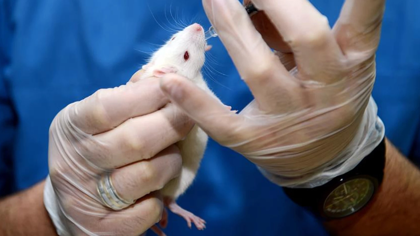 Des chercheurs espagnols guérissent le cancer du pancréas chez la souris
