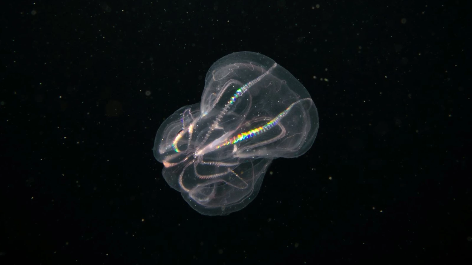 Il n'y avait plus d'anchois dans la mer Noire en 1990, et aujourd'hui la « noix de mer » hante Venise.