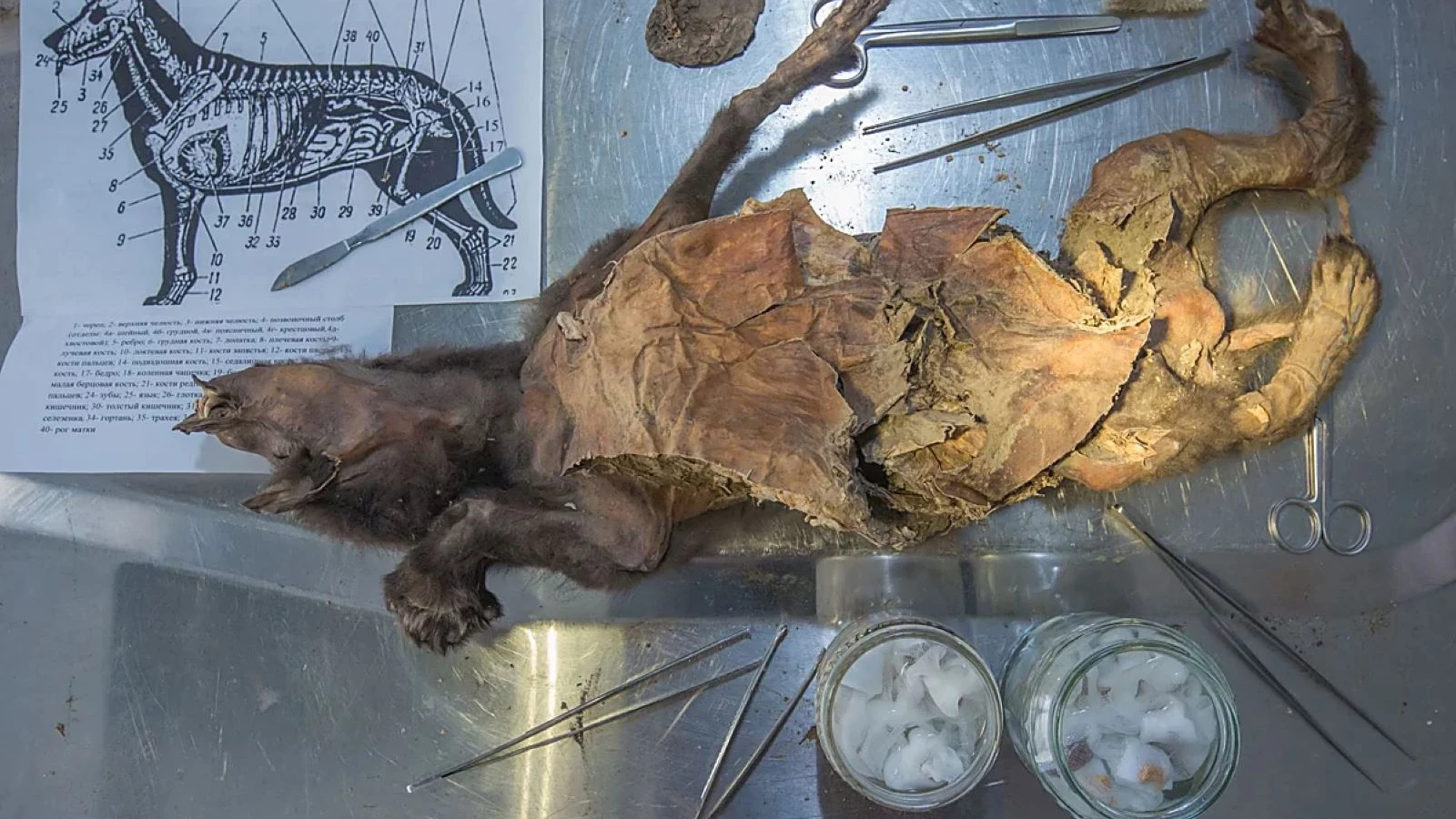 Un rhinocéros est sorti du ventre du bébé loup !