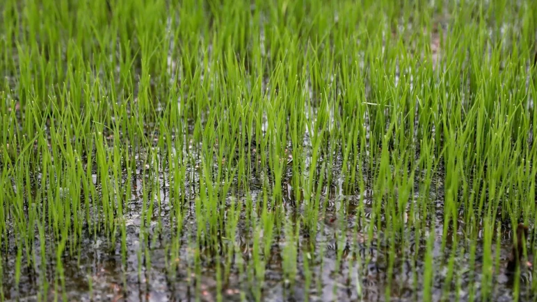 La « nature » a déclenché une alarme mondiale ! Nous le perdons au profit des insectes - Photo : 2