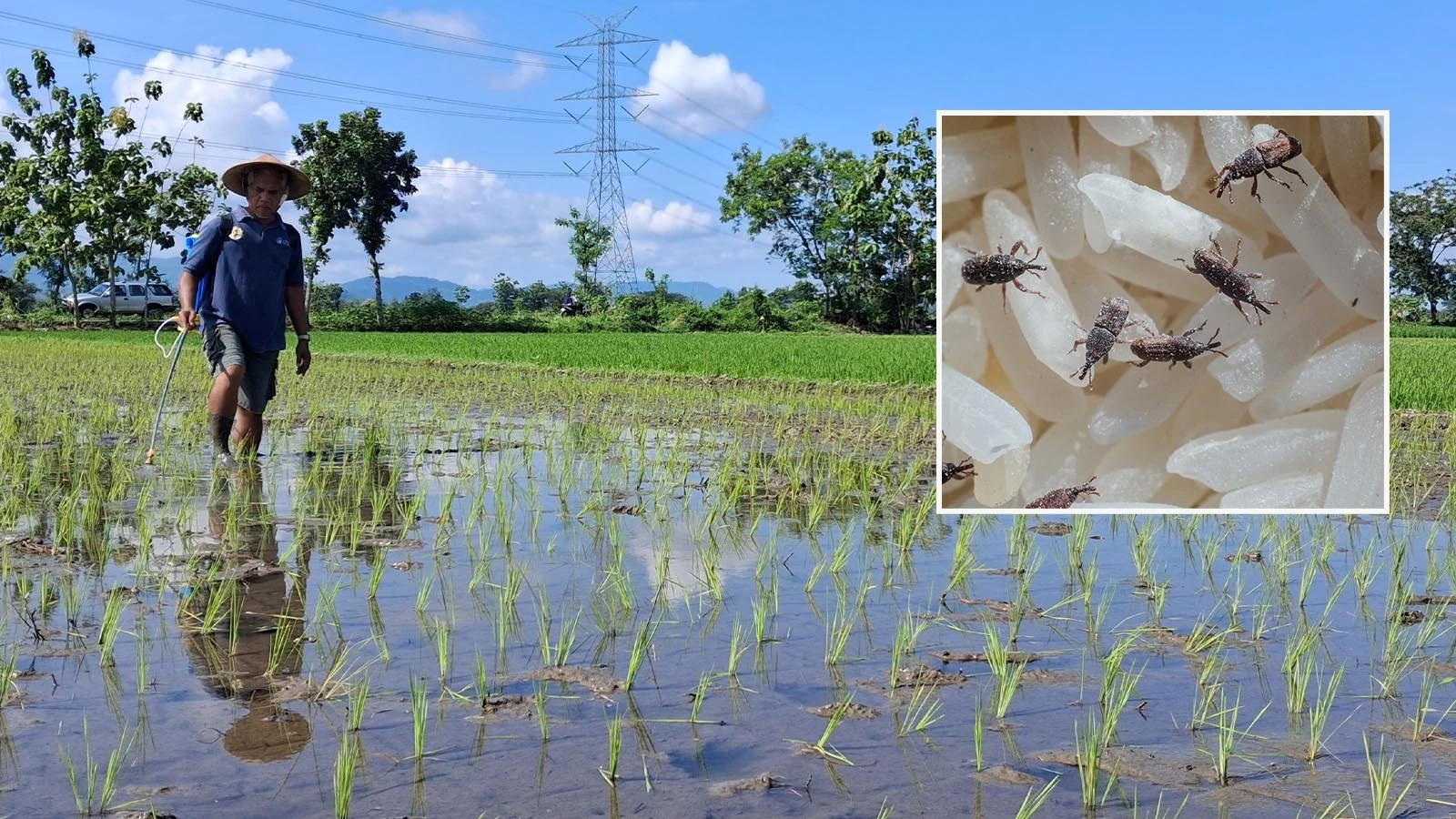 La « nature » a déclenché une alarme mondiale ! Nous le perdons à cause des insectes