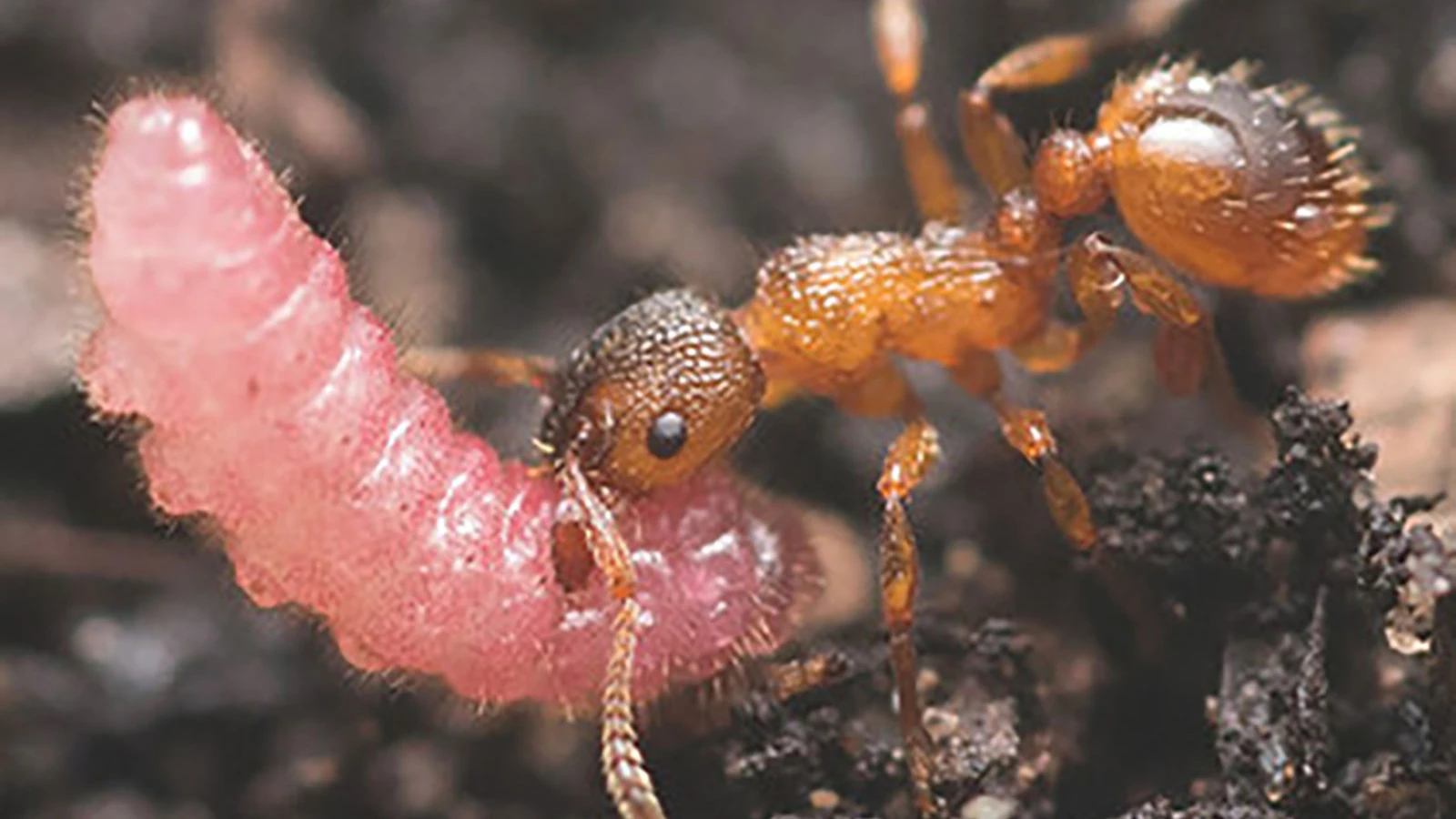 Chenilles nourries et élevées par des fourmis