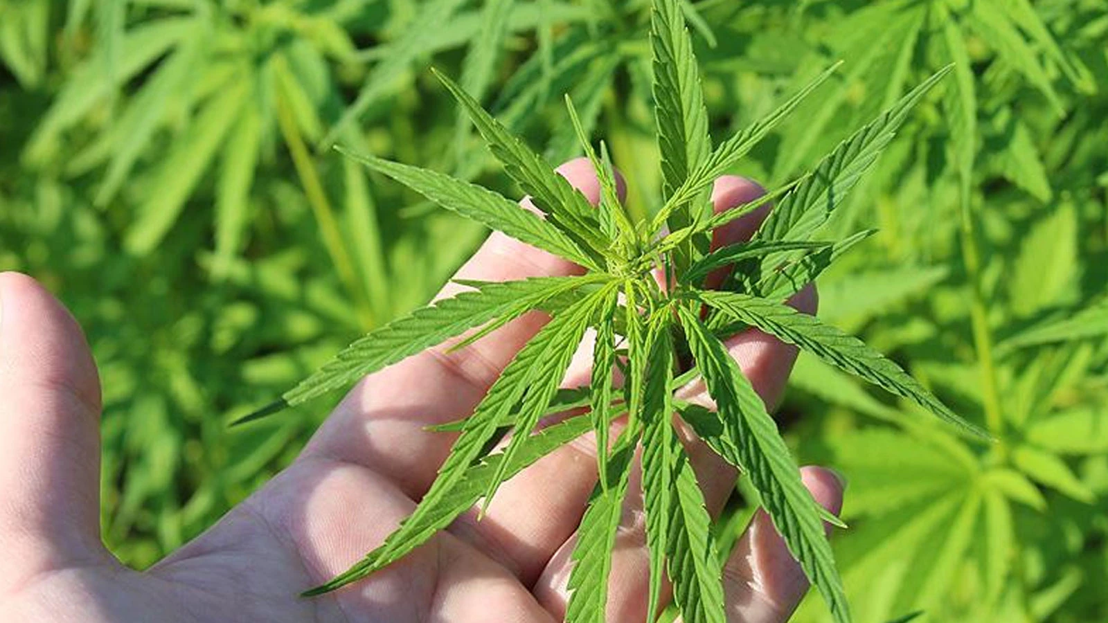 Production de chanvre autorisée dans 21 provinces : une nouvelle réglementation est en vigueur