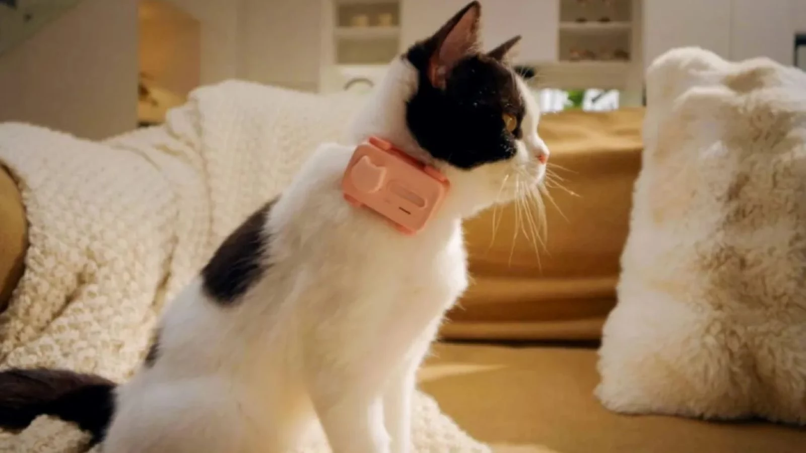 Téléphone portable pour chats et chiens