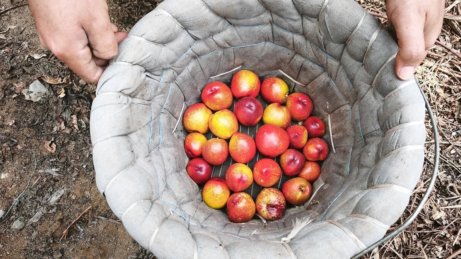 Il a été produit comme produit alternatif ; Il est vendu 500 TL le kilo