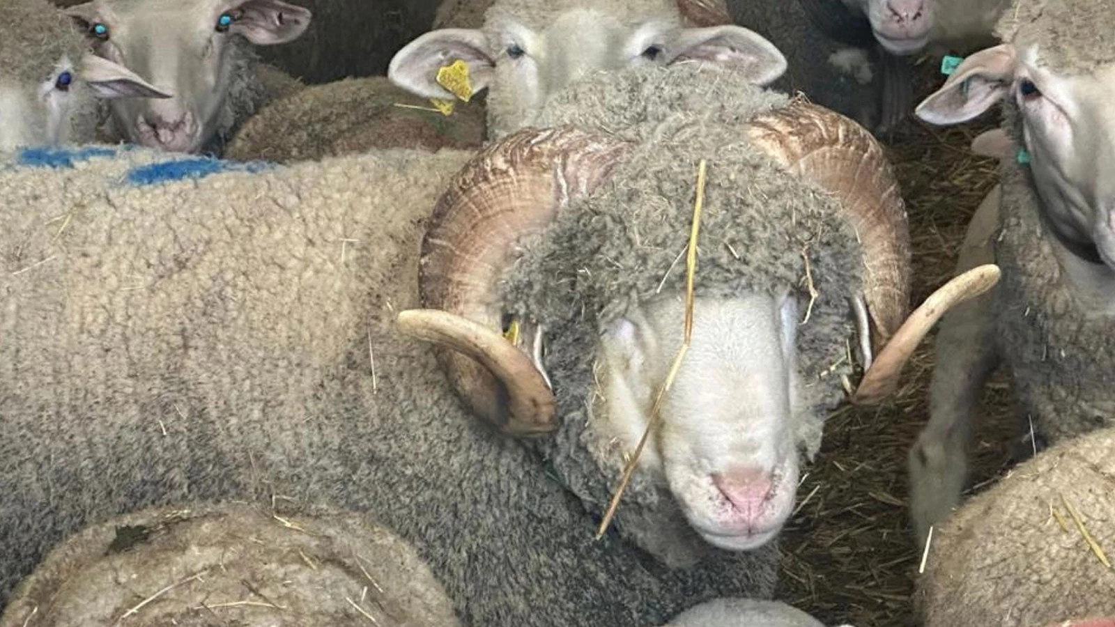 Ils font déjà la queue pour les agneaux du bélier qui vaut un million de dollars.