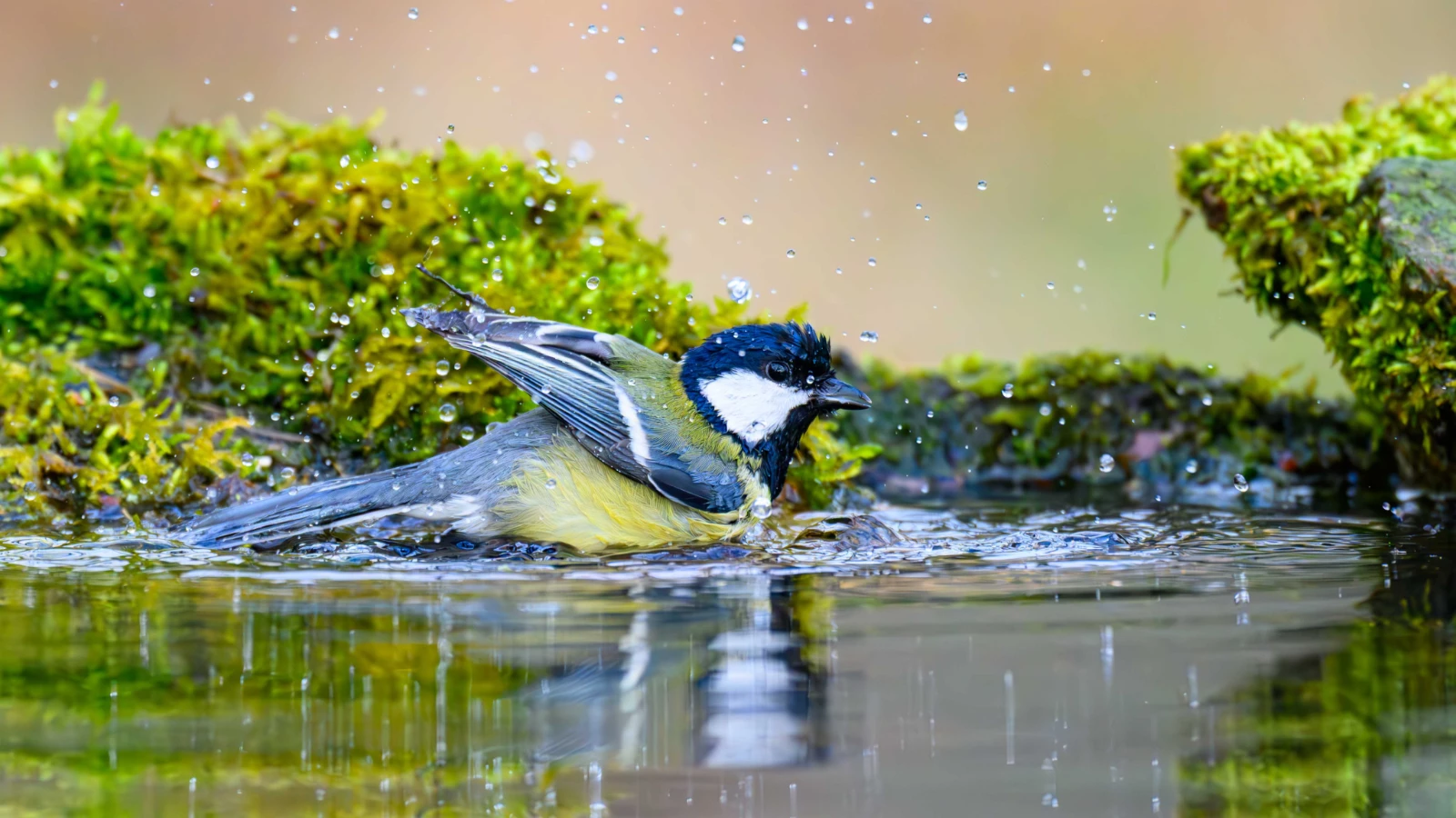 La raison pour laquelle les mésanges bleues transportent des mégots de cigarettes dans leurs nids a été révélée