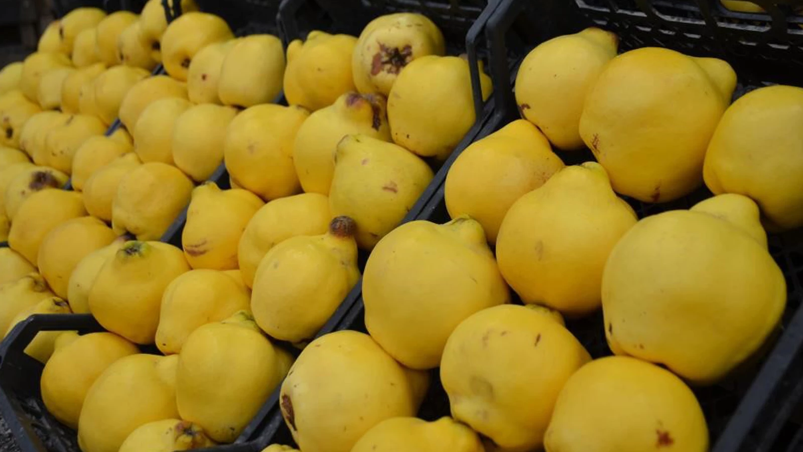 Nous ne pouvions pas manger les coings... Cela coûtait 300 lires le kilo ; c'est devenu un luxe