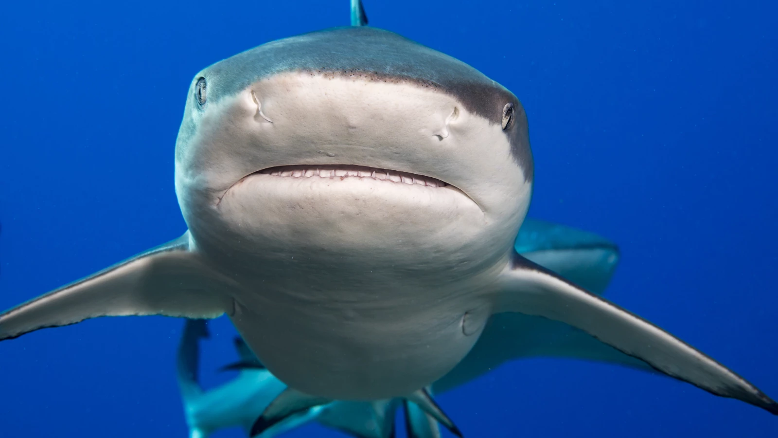Requin testé positif ! Il y a de la cocaïne dans ton sang !