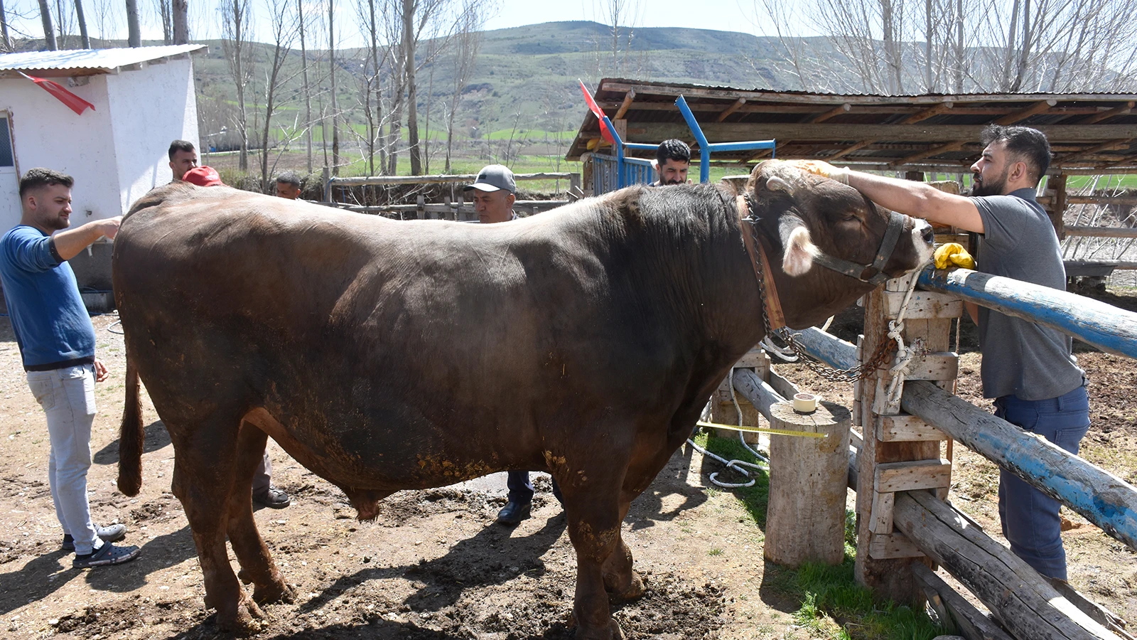 1 tonne 180 kilo Poyraz attend un acheteur à 435 mille TL