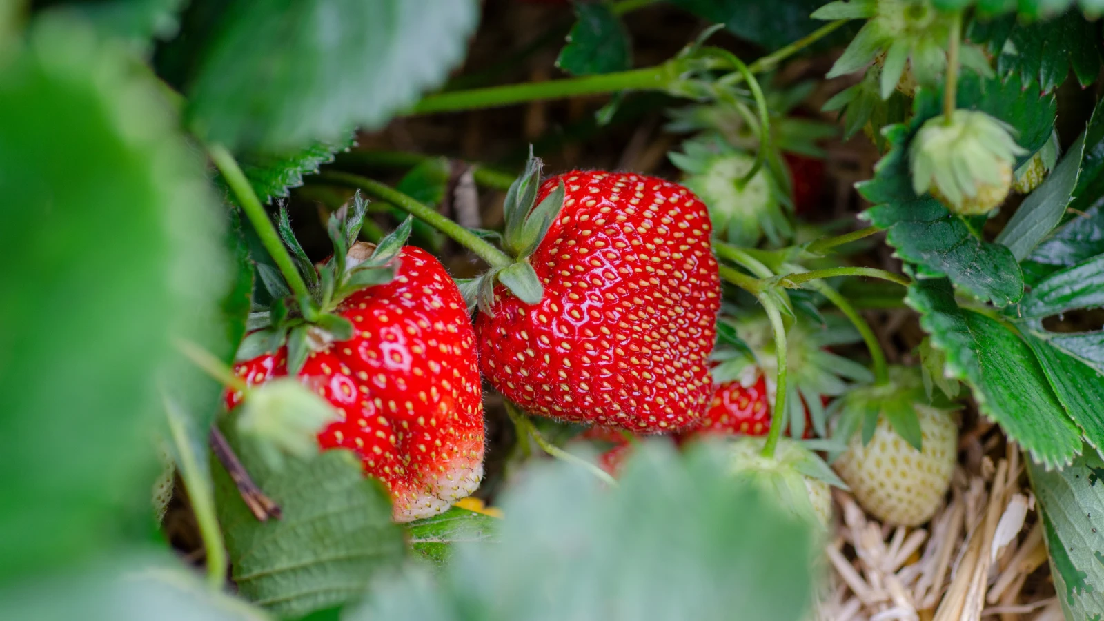 La production de fraises commence à 30 mètres sous terre à Istanbul