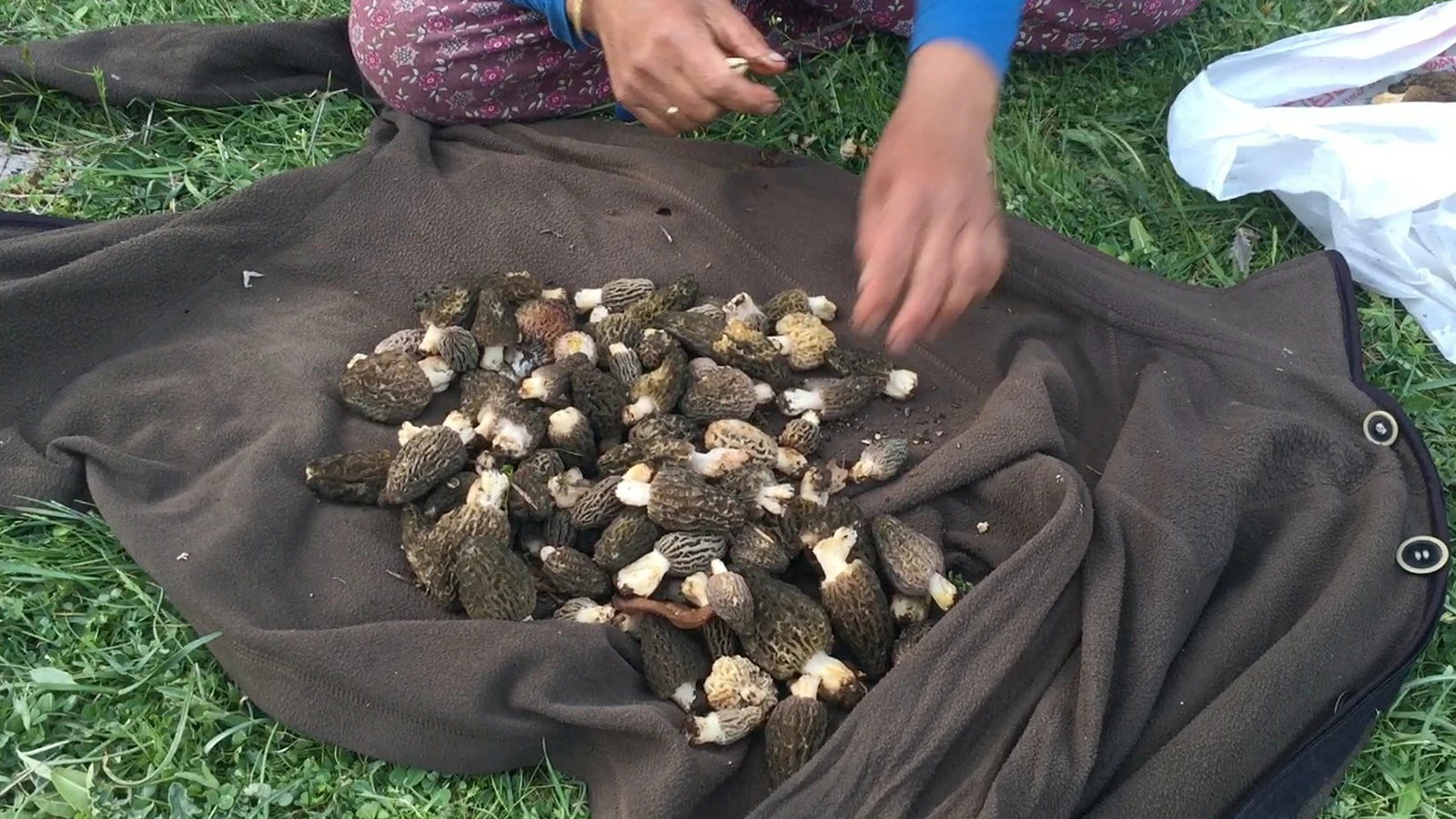 Ils le récupèrent dans les montagnes et le vendent pour 1 500 TL ! Il existe 40 variétés