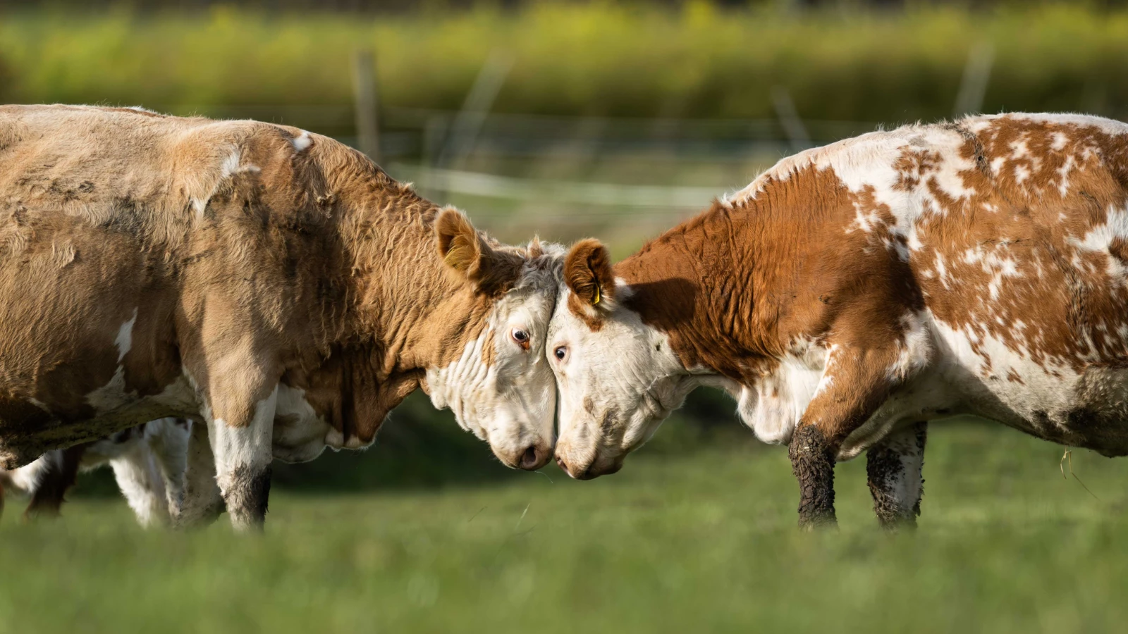 L'Argentine a levé l'interdiction de 50 ans, une belle opportunité pour la Turquie
