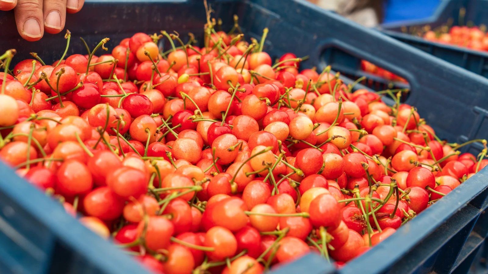 La première récolte est apparue sur le comptoir : elle a été vendue 6 mille TL le kilo