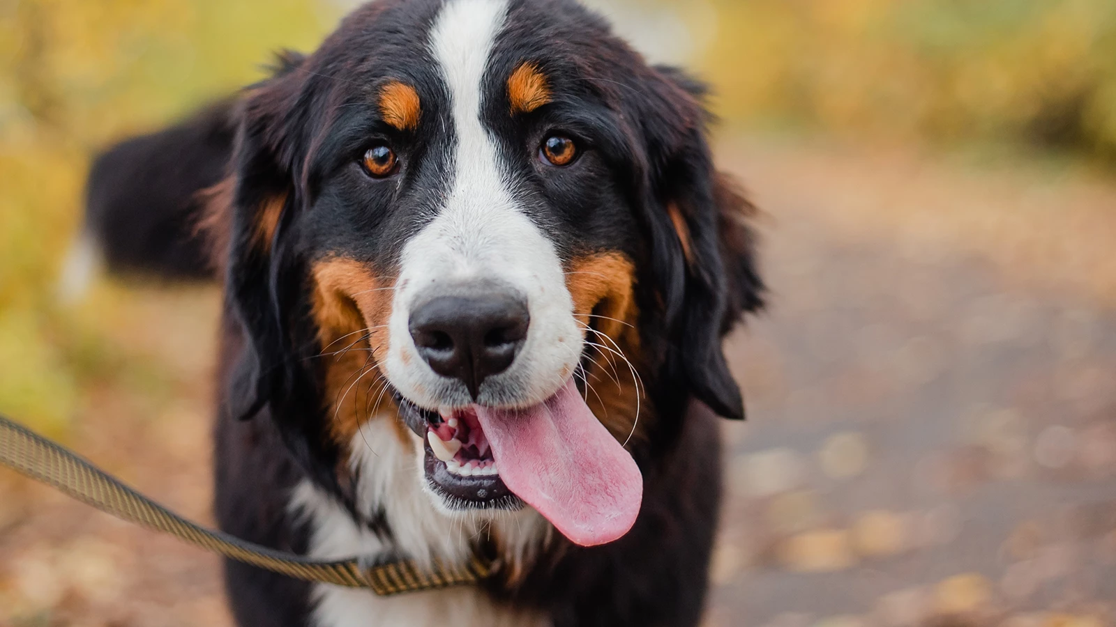 Le plus vieux chien domestique du monde a été découvert en Anatolie