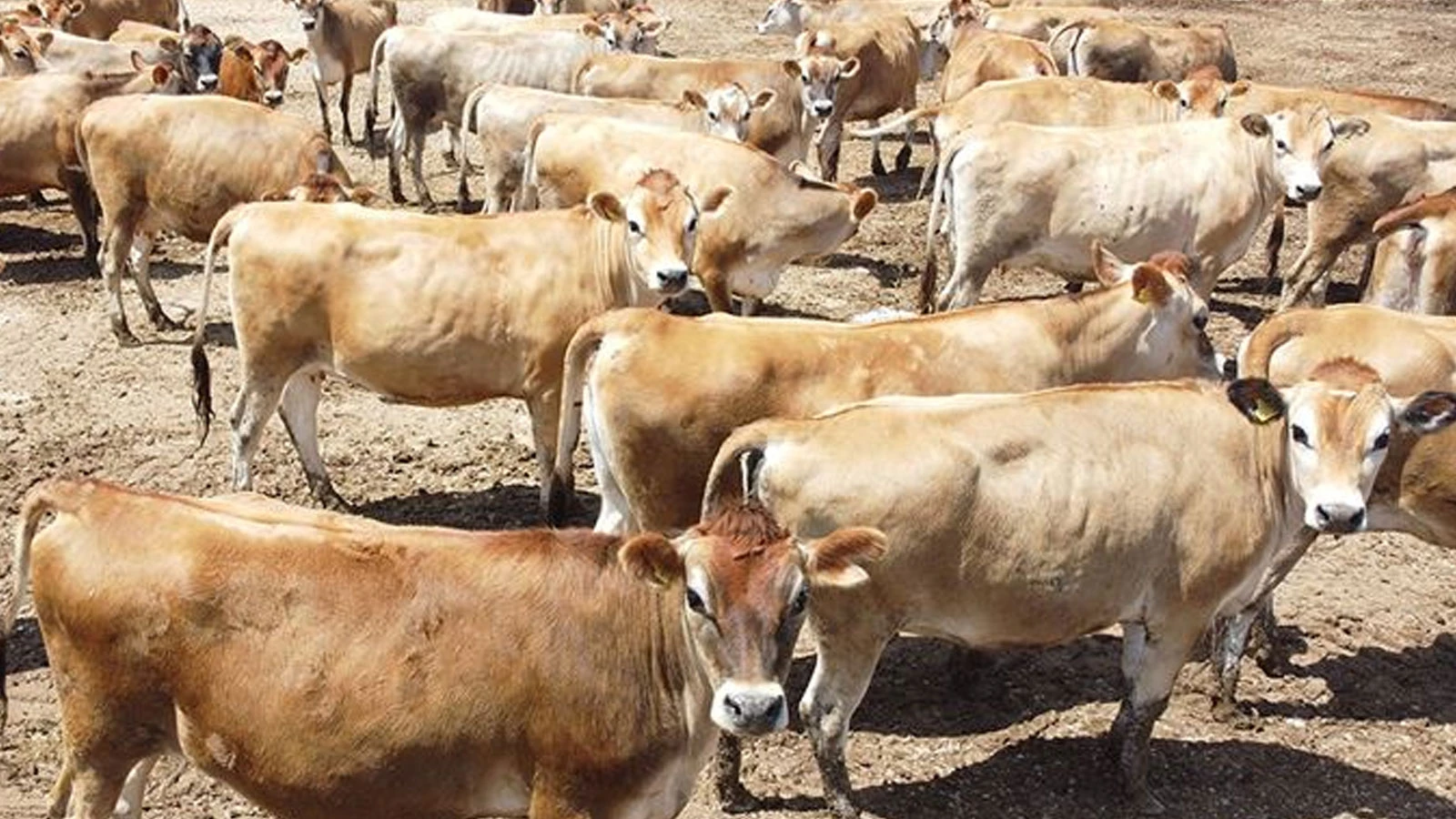 Les éleveurs ont bloqué l'entrée et la sortie du port de Lesbos