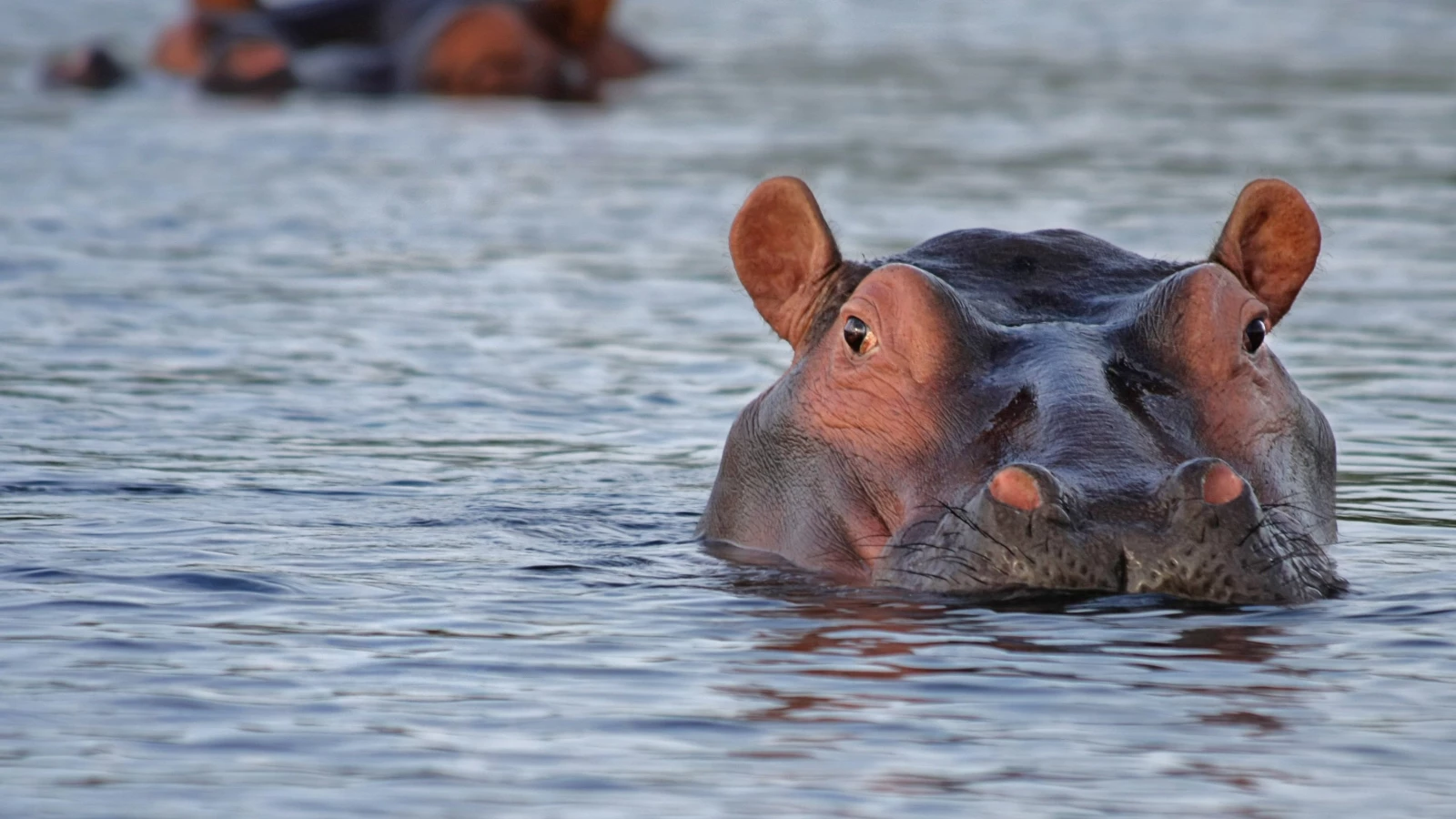 Les hippopotames de Pablo Escobar seront euthanasiés