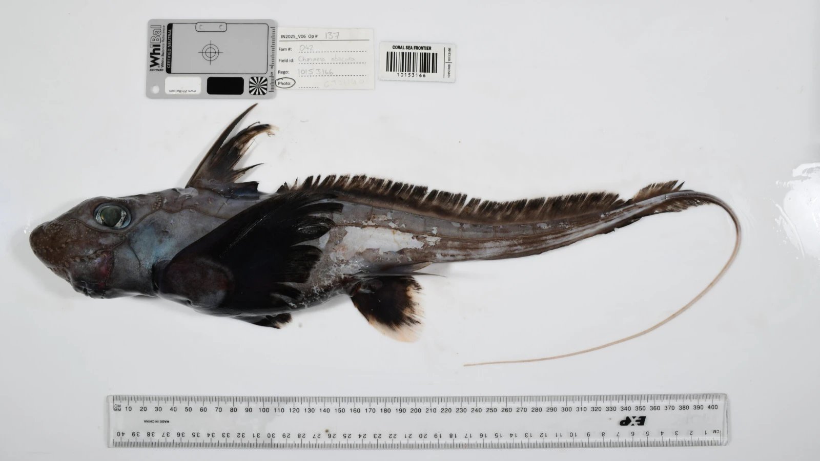 1121 créatures marines jusqu'alors inconnues ont été découvertes : l'éponge boule de la mort a attiré l'attention !