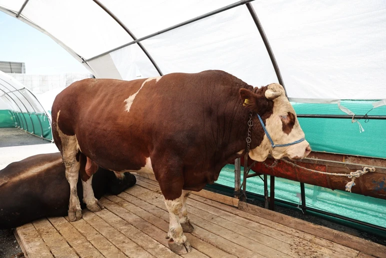 La viande rouge fait mal aux poches, La vitrine du boucher est comme celle d'un bijoutier ! - Photo : 2