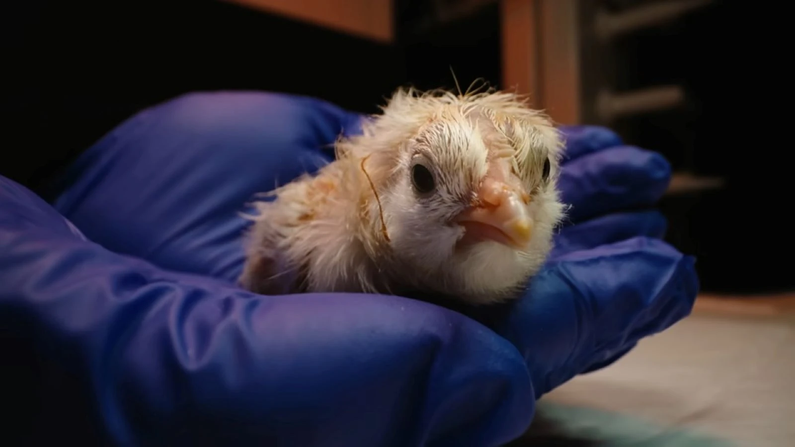 26 poussins sont nés d'œufs artificiels non pondus par la poule