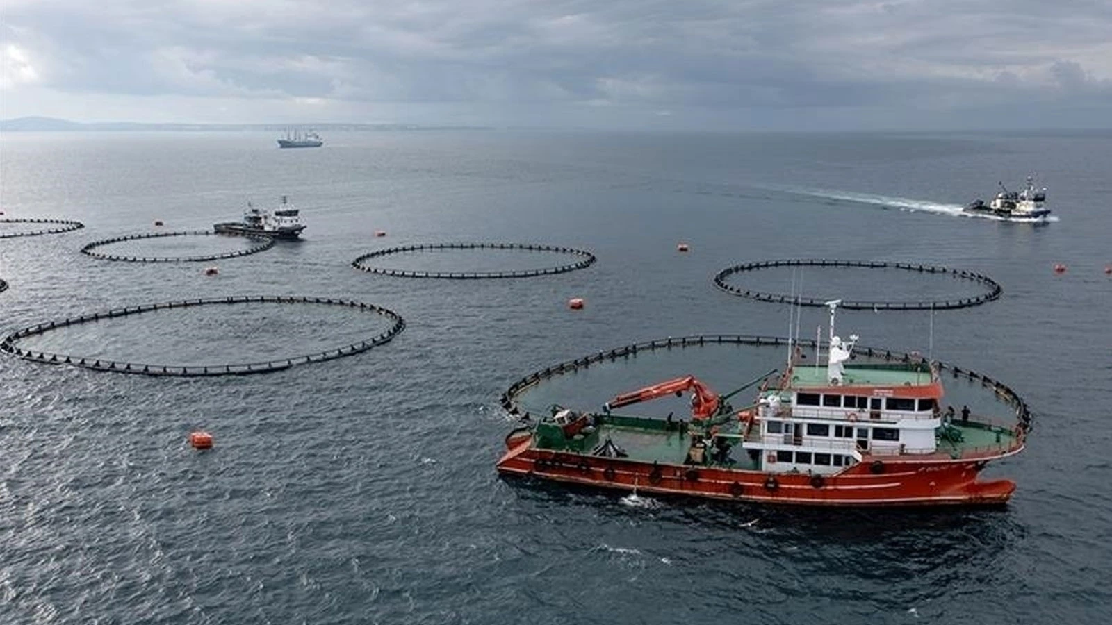 La Turquie a exporté l'année dernière des produits aquatiques d'une valeur de 2,2 milliards de dollars vers 133 pays