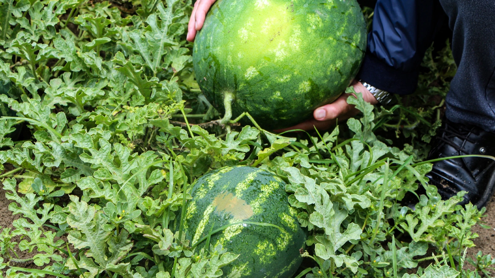 La première récolte de pastèques de la saison a commencé ; 25 TL le kilo sur le terrain !