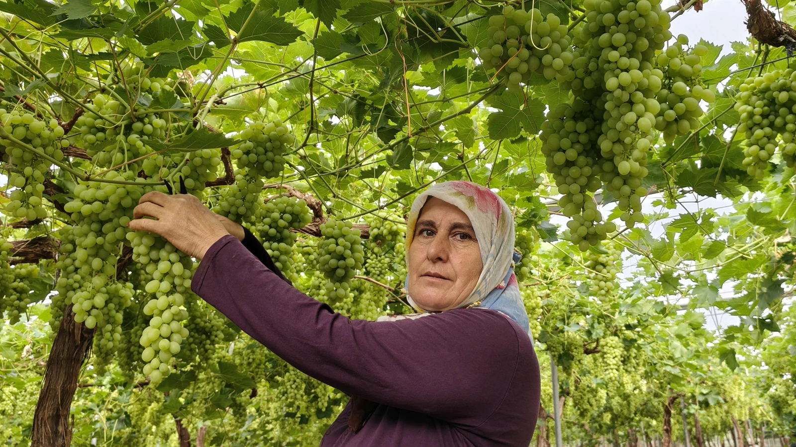 La récolte a commencé à Mersin, elle est vendue 600 TL le kilo